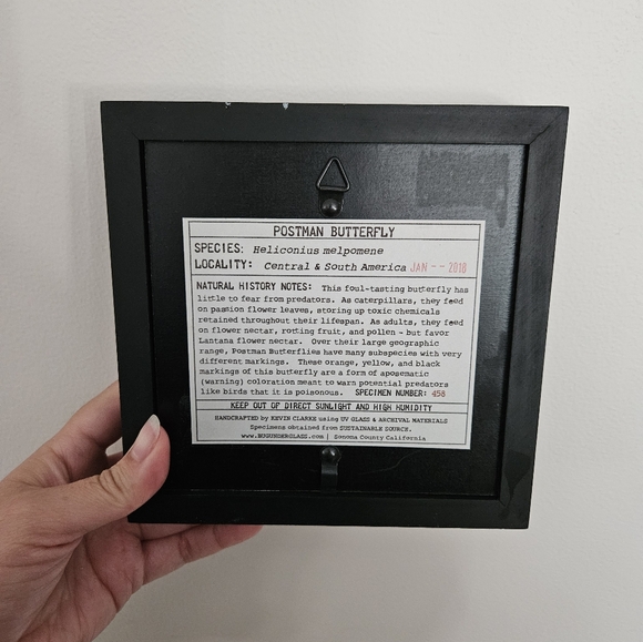 Framed Butterfly - Picture 2 of 2